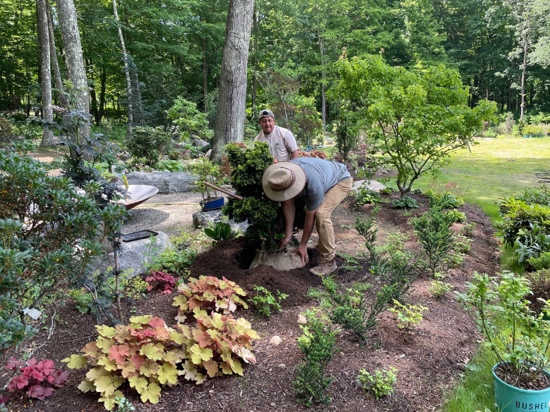 The plant installation process.