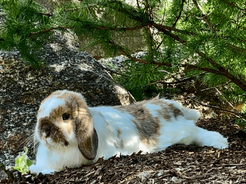 The family bunny.