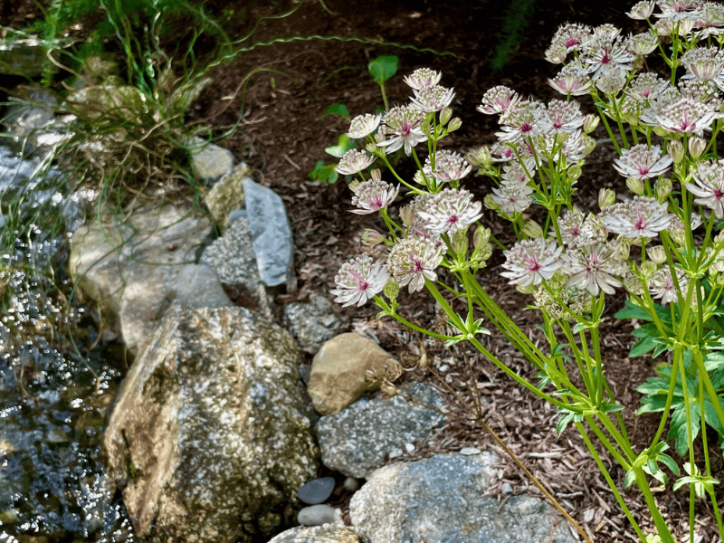 Perennial alongside a stream.