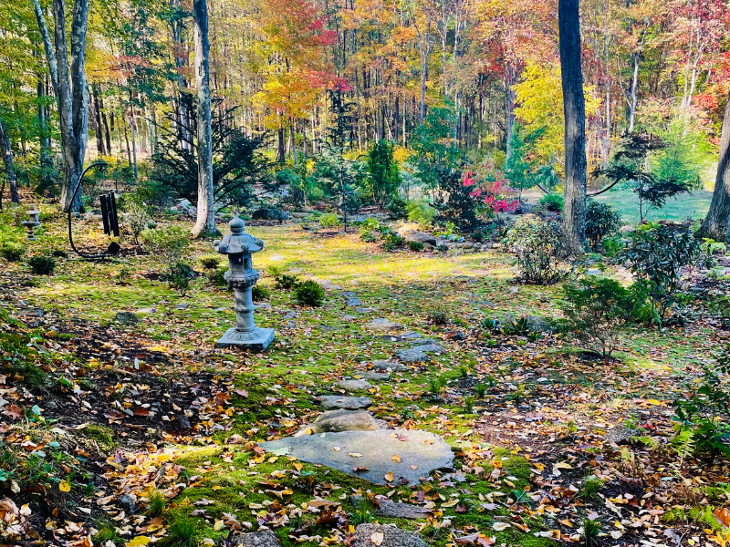 Approaching the garden from the woodland.