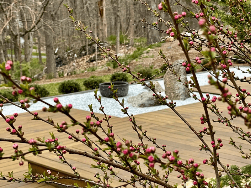 A budding tree with the Zen garden in the distance.