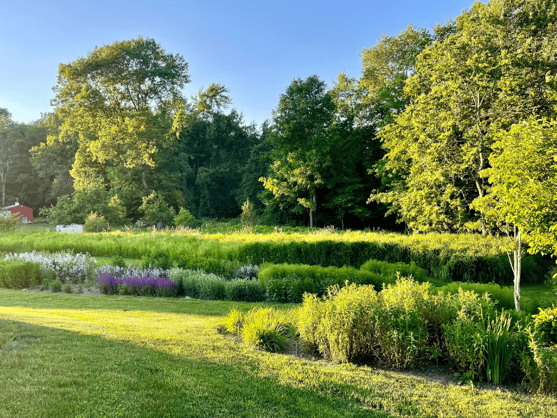 Native meadow as yard