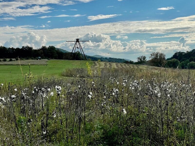 a landscape rewilded