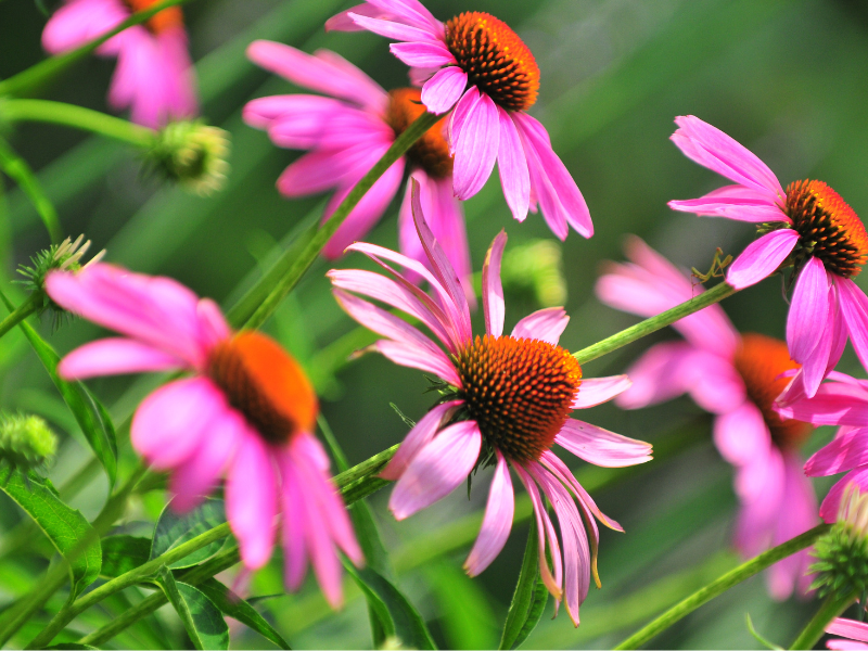 echinacea plants