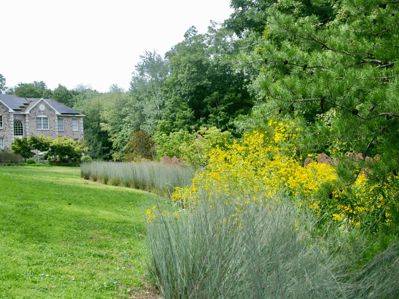 native meadow