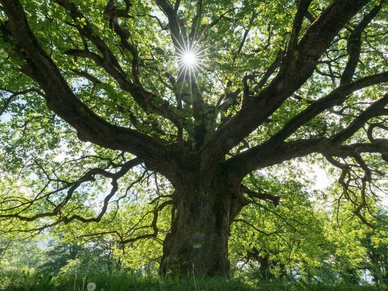 Oak tree