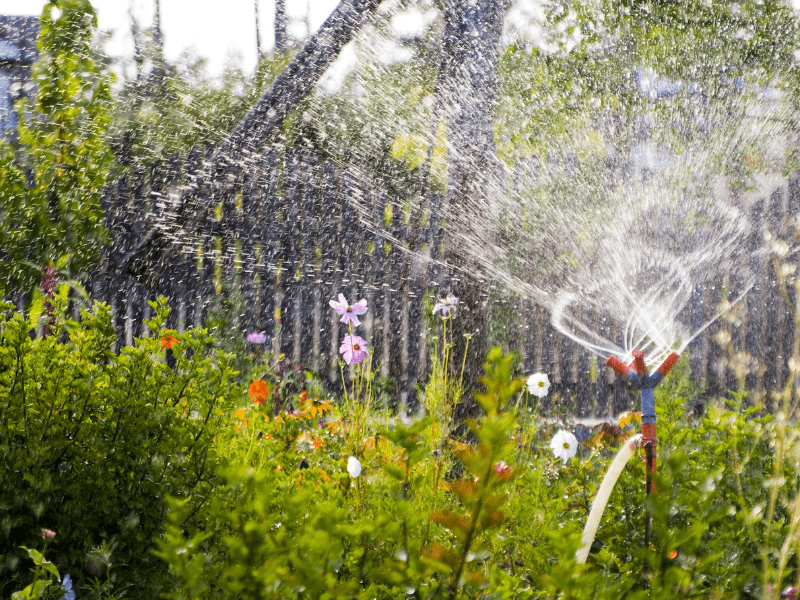 watering plants